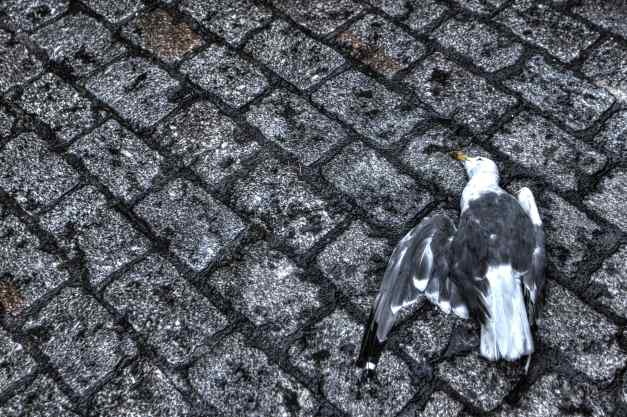 IMG_4477_8_9_tonemapped